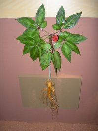 Plant de ginseng agé de 6 ans