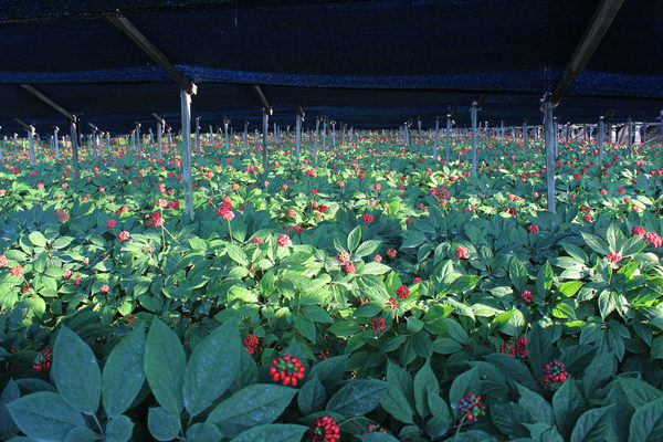 ginseng-field-600x400.jpg