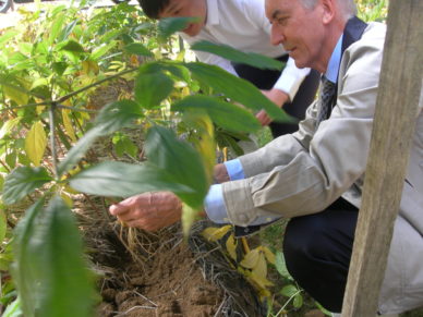 Culture de ginseng